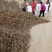 定州优质改良白术上市中，有需要老板看过来