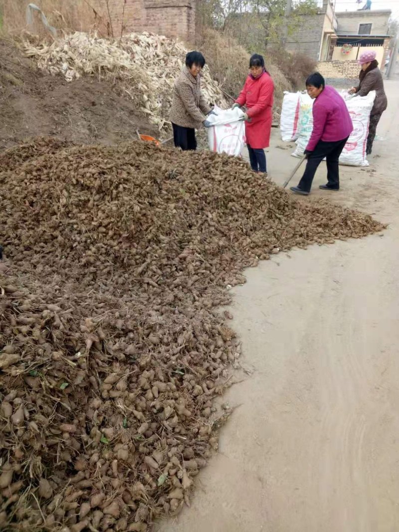 定州优质改良白术上市中，有需要老板看过来