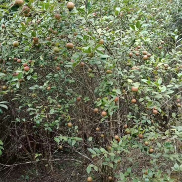 自家种的油茶果子