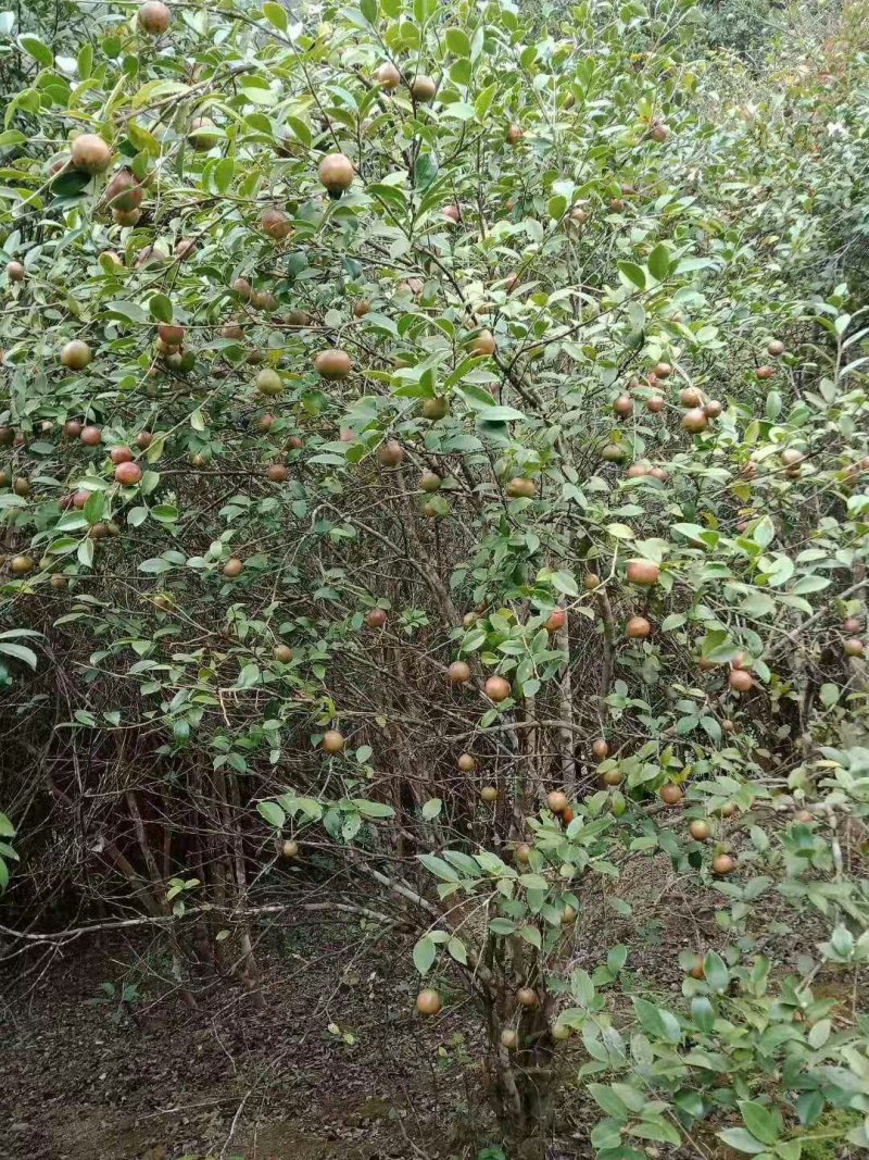 自家种的油茶果子