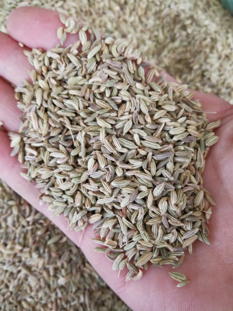 小茴香各种规格小茴香黄绿小茴香调味料