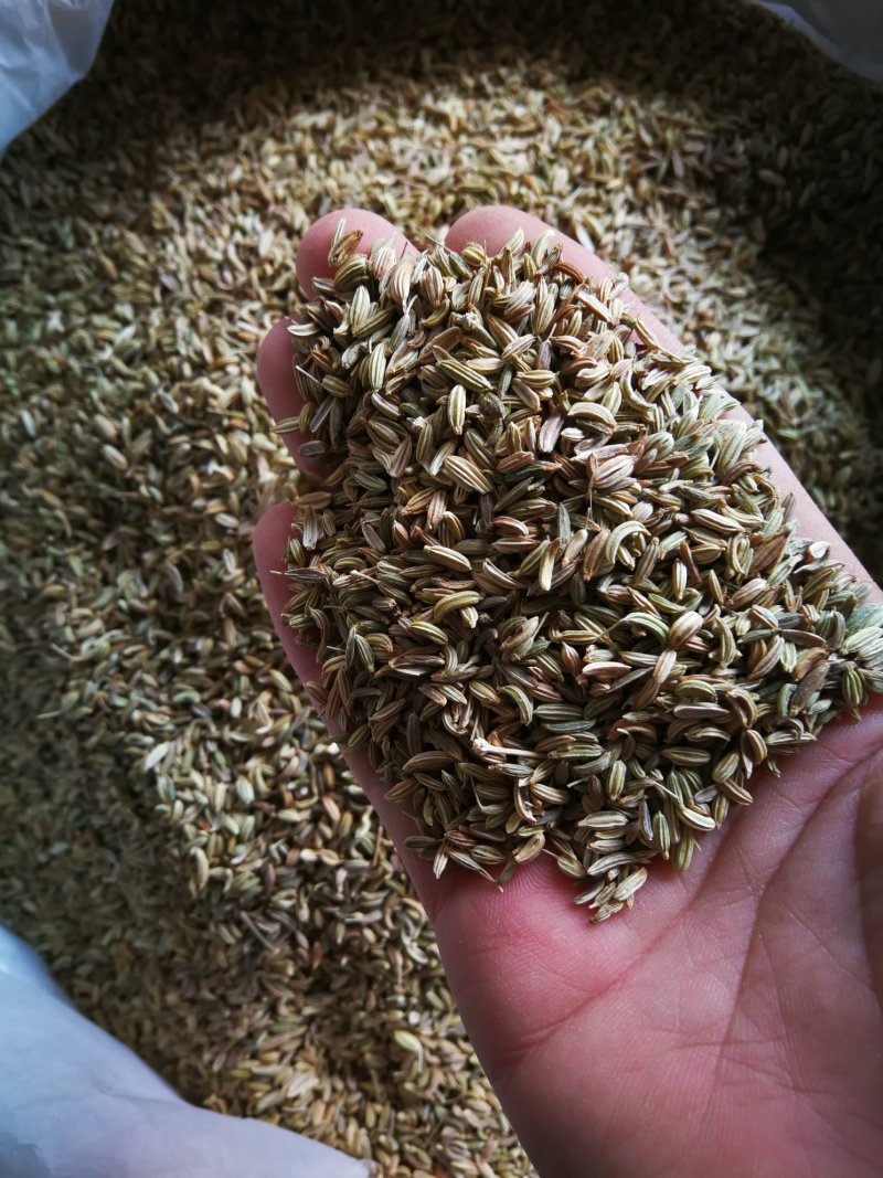 小茴香各种规格小茴香黄绿小茴香调味料