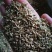 小茴香各种规格小茴香黄绿小茴香调味料