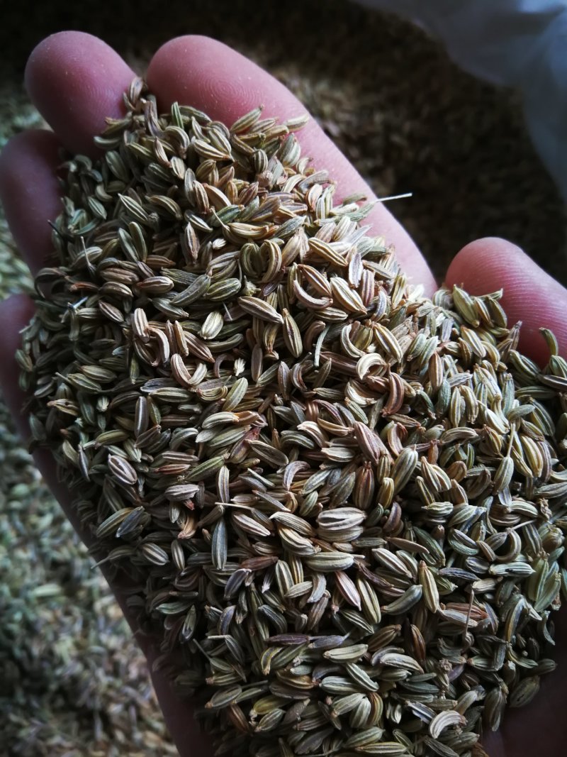 小茴香各种规格小茴香黄绿小茴香调味料