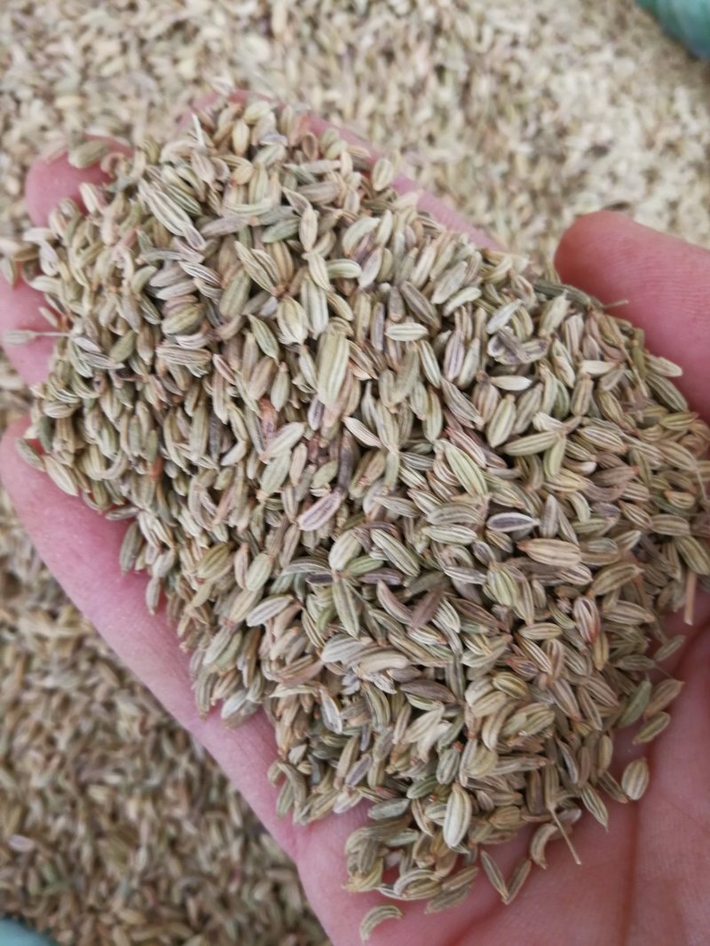 小茴香各种规格小茴香黄绿小茴香调味料