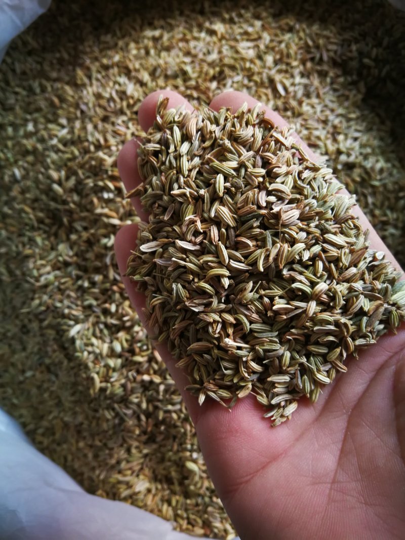 小茴香各种规格小茴香黄绿小茴香调味料