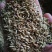 小茴香各种规格小茴香黄绿小茴香调味料