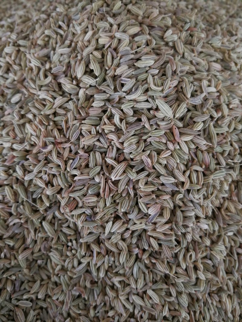 小茴香各种规格小茴香黄绿小茴香调味料
