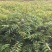 南酸枣苗1--------5有需要的联系我，具体详谈。