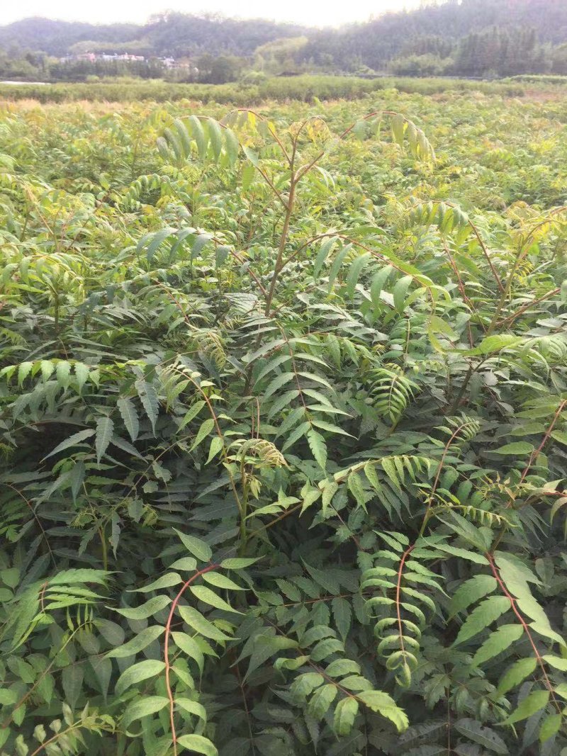 南酸枣苗1--------5有需要的联系我，具体详谈。
