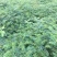 南酸枣苗1--------5有需要的联系我，具体详谈。