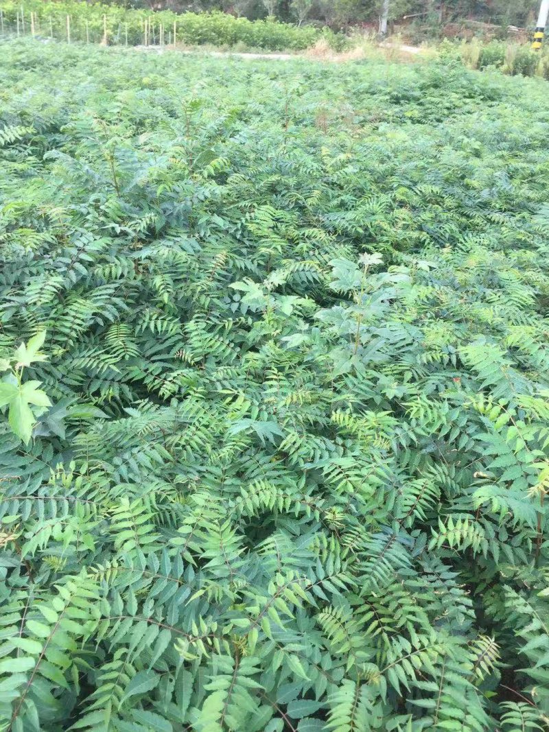 南酸枣苗1--------5有需要的联系我，具体详谈。