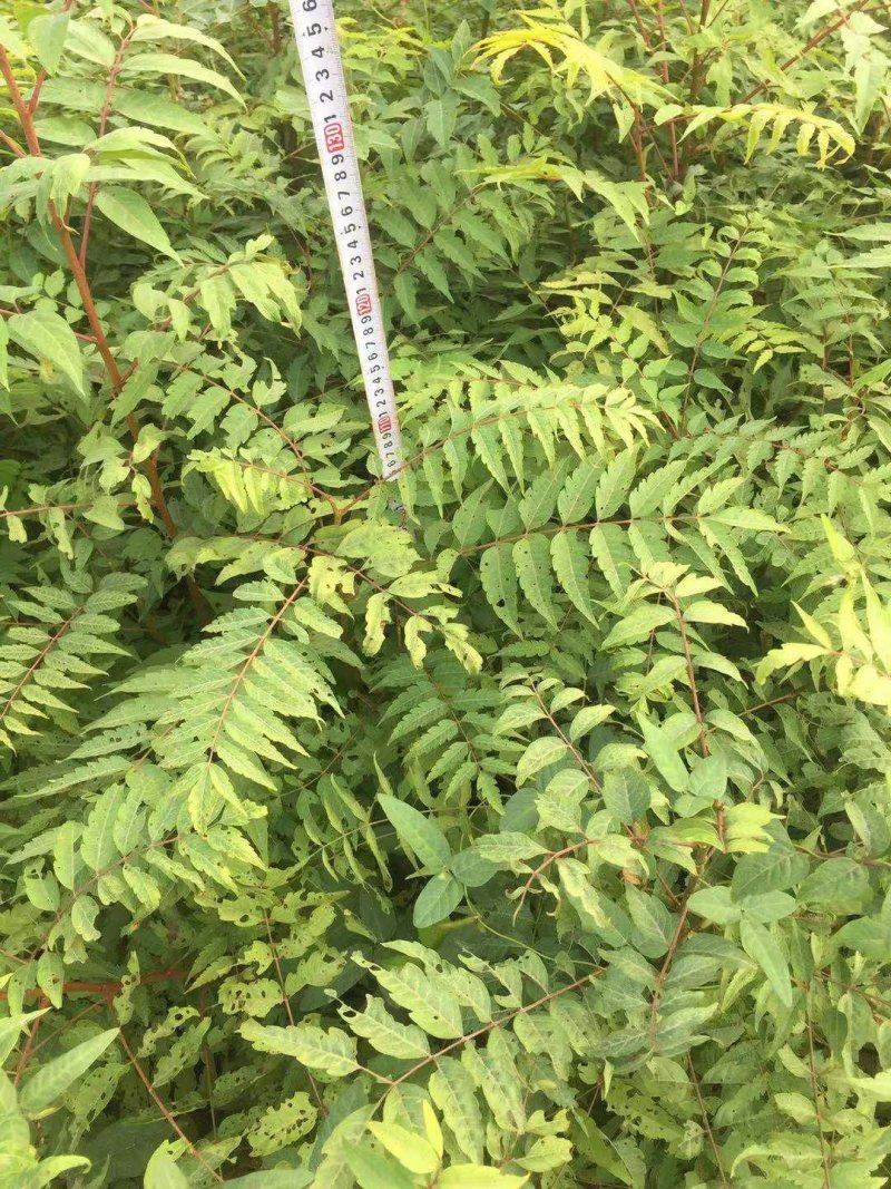 南酸枣苗1--------5有需要的联系我，具体详谈。