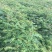 南酸枣苗1--------5有需要的联系我，具体详谈。