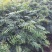 南酸枣苗1--------5有需要的联系我，具体详谈。