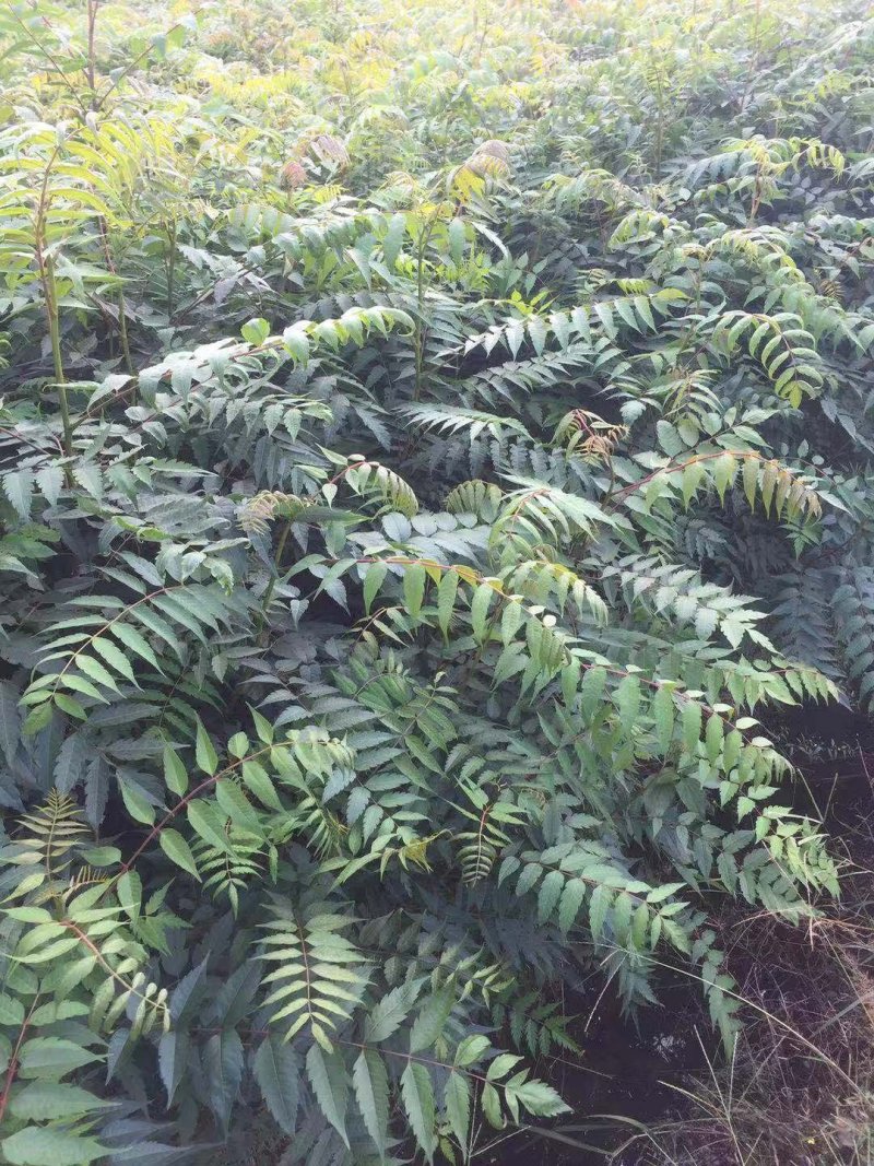 南酸枣苗1--------5有需要的联系我，具体详谈。