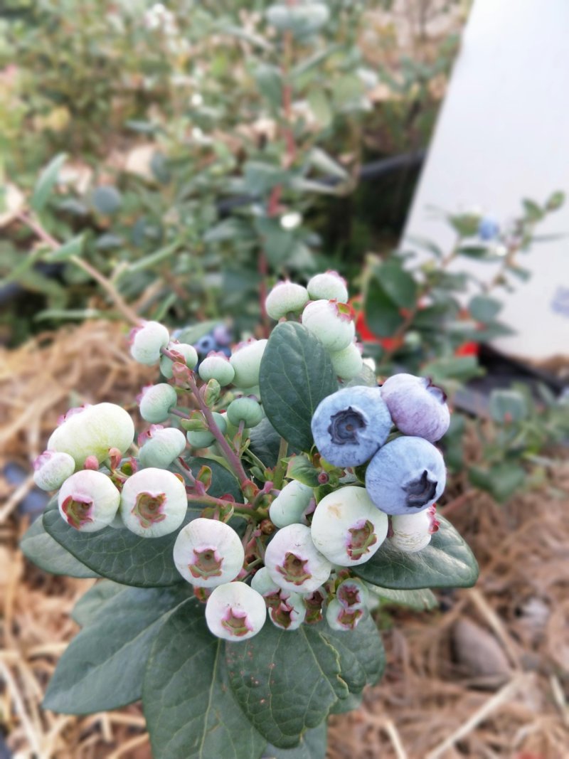 美丽的蓝莓鲜果基地果园