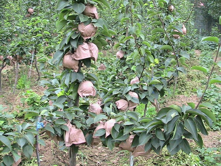 鸭梨套袋操作图