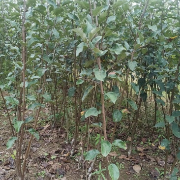 苹果苗实生苗，维纳斯，美八，金帅等保证质量，代发全国。