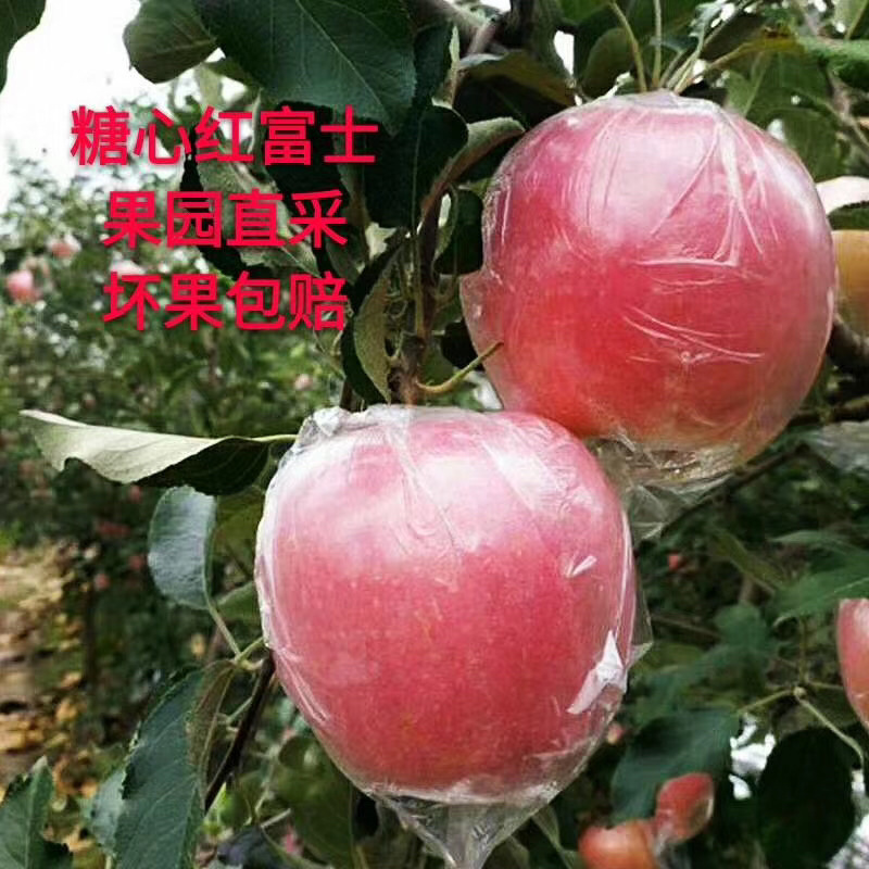 热销山东红富士苹果，个头大颜色鲜口感脆甜，一手货质量保证