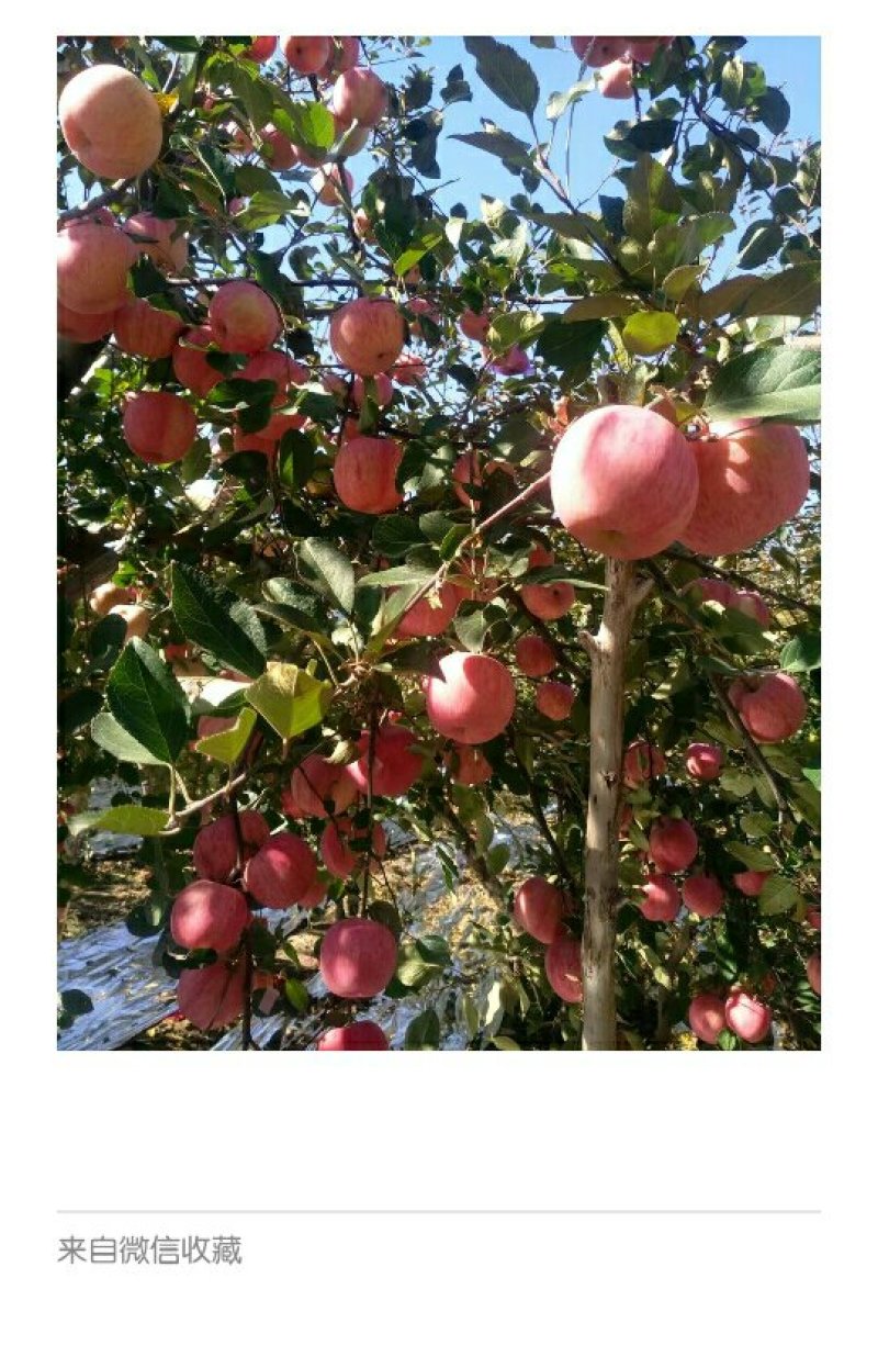 烟台红富士苹果脆甜，水分足。