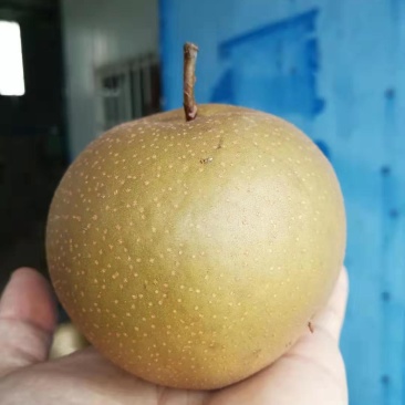 晚秋黄梨便宜了