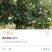 晚秋黄梨便宜了