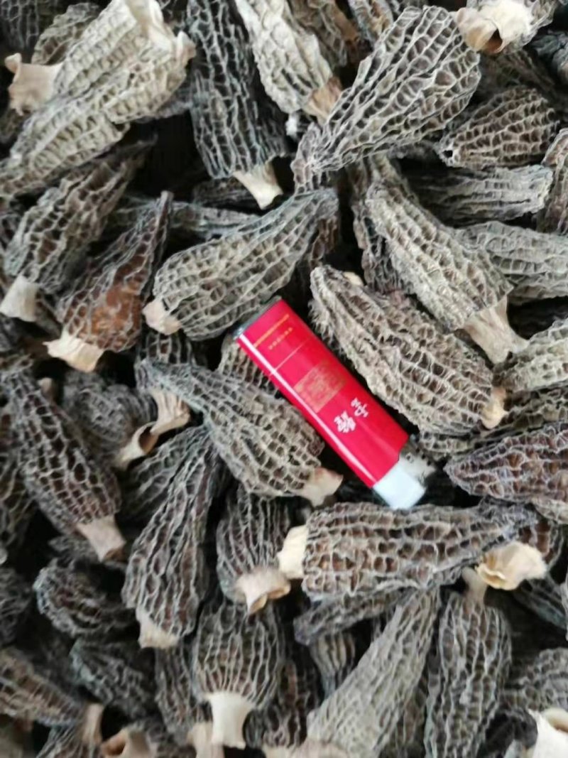 羊肚菌