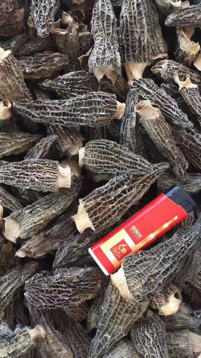 羊肚菌