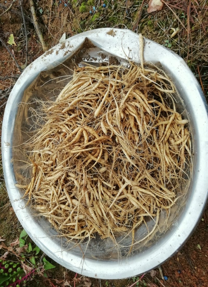 贵州牛大场太子参种苗假一赔十