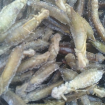 水蜻蜓幼虫高蛋白食用昆虫，营养丰富，味道鲜美，适合油炸