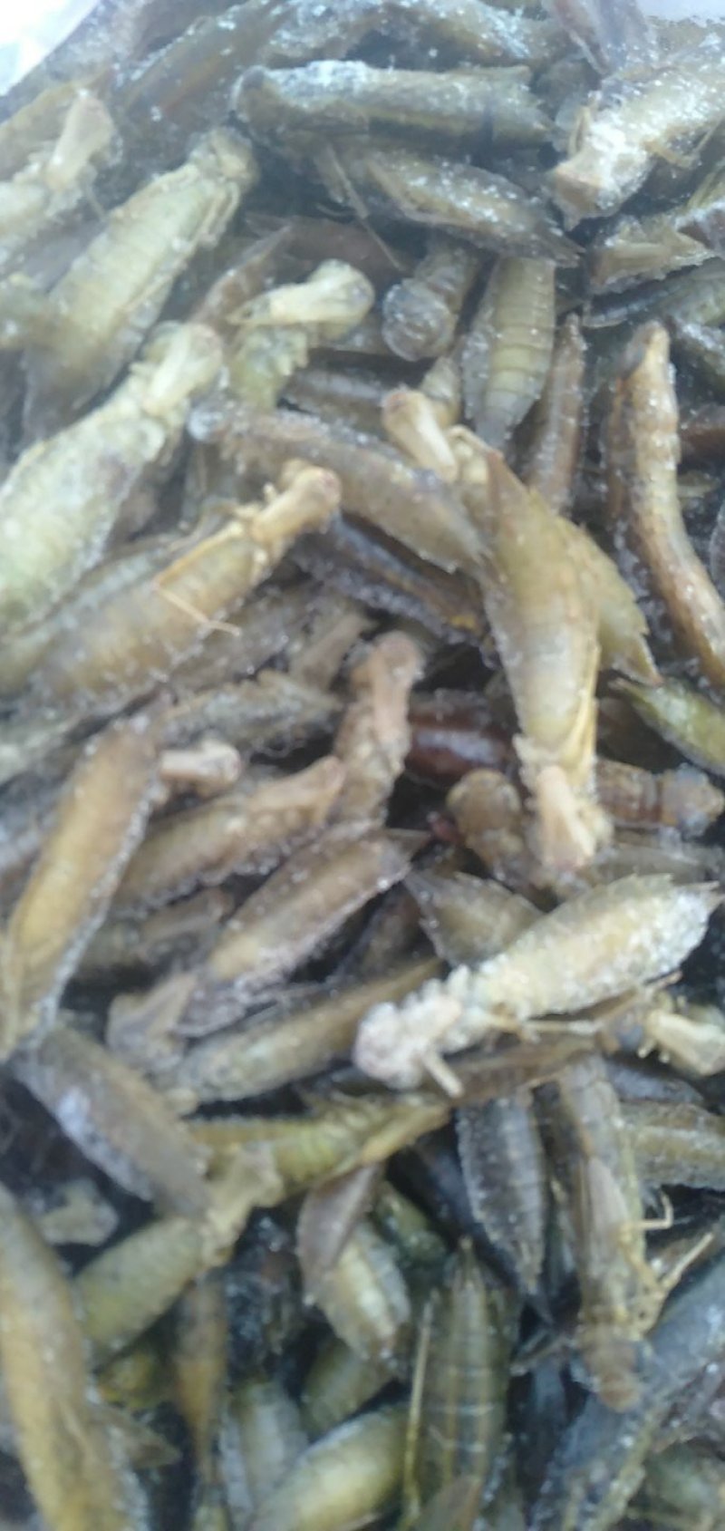 水蜻蜓幼虫高蛋白食用昆虫，营养丰富，味道鲜美，适合油炸