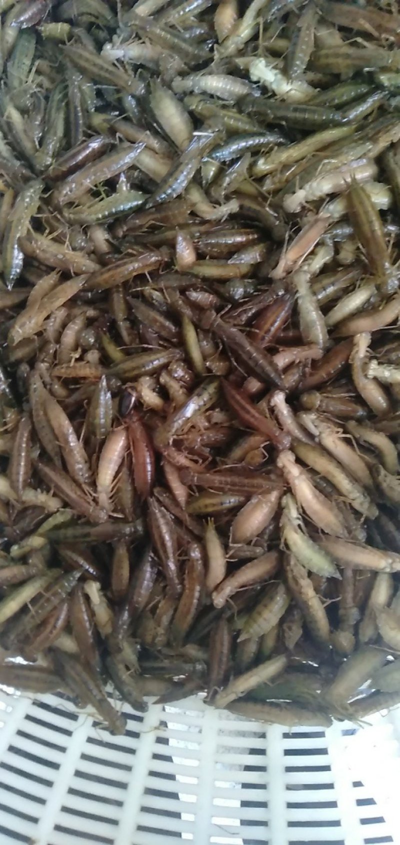 水蜻蜓幼虫高蛋白食用昆虫，营养丰富，味道鲜美，适合油炸
