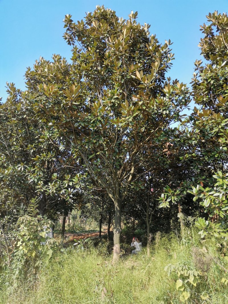 10-20广玉兰苗圃直供质量保证手续齐全
