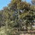 10-20广玉兰苗圃直供质量保证手续齐全