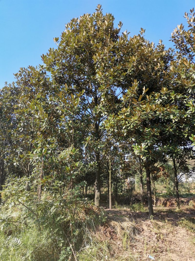 10-20广玉兰苗圃直供质量保证手续齐全
