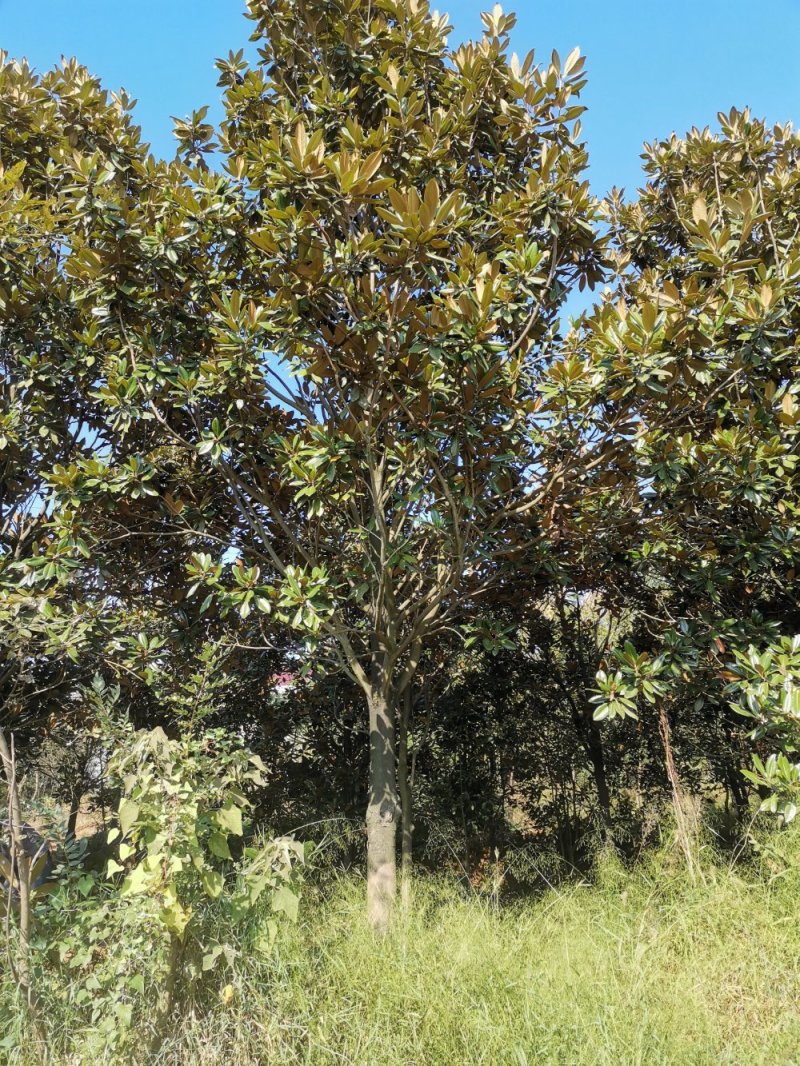 10-20广玉兰苗圃直供质量保证手续齐全