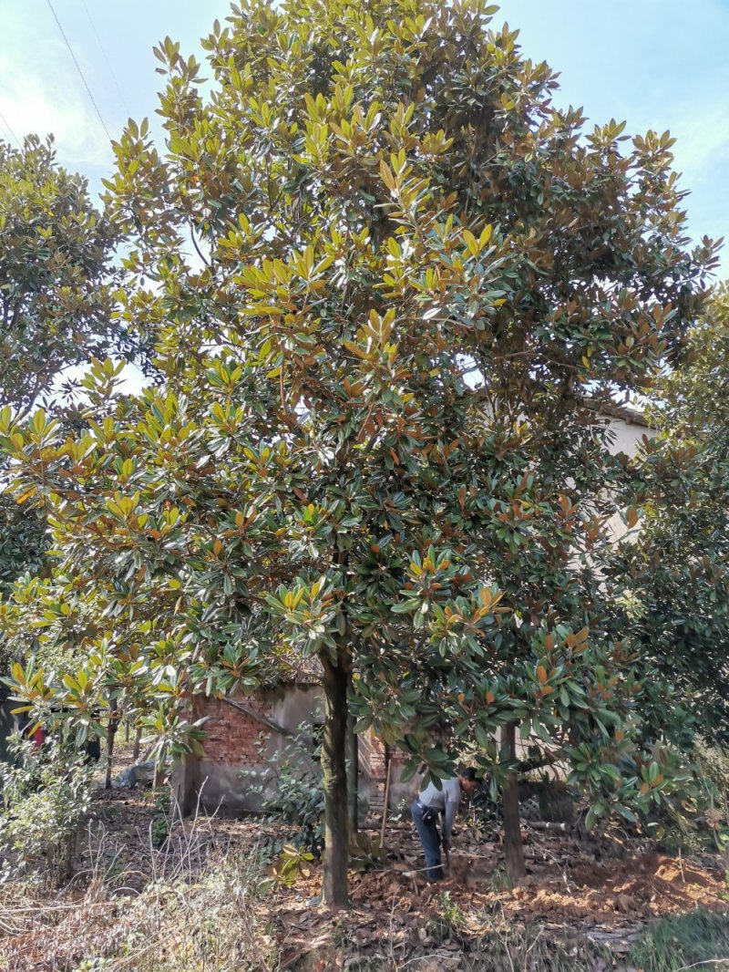 10-20广玉兰苗圃直供质量保证手续齐全