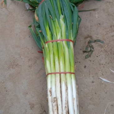 章丘长白大葱