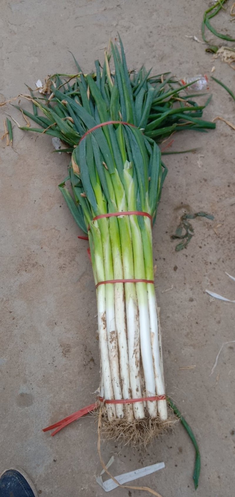 章丘长白大葱