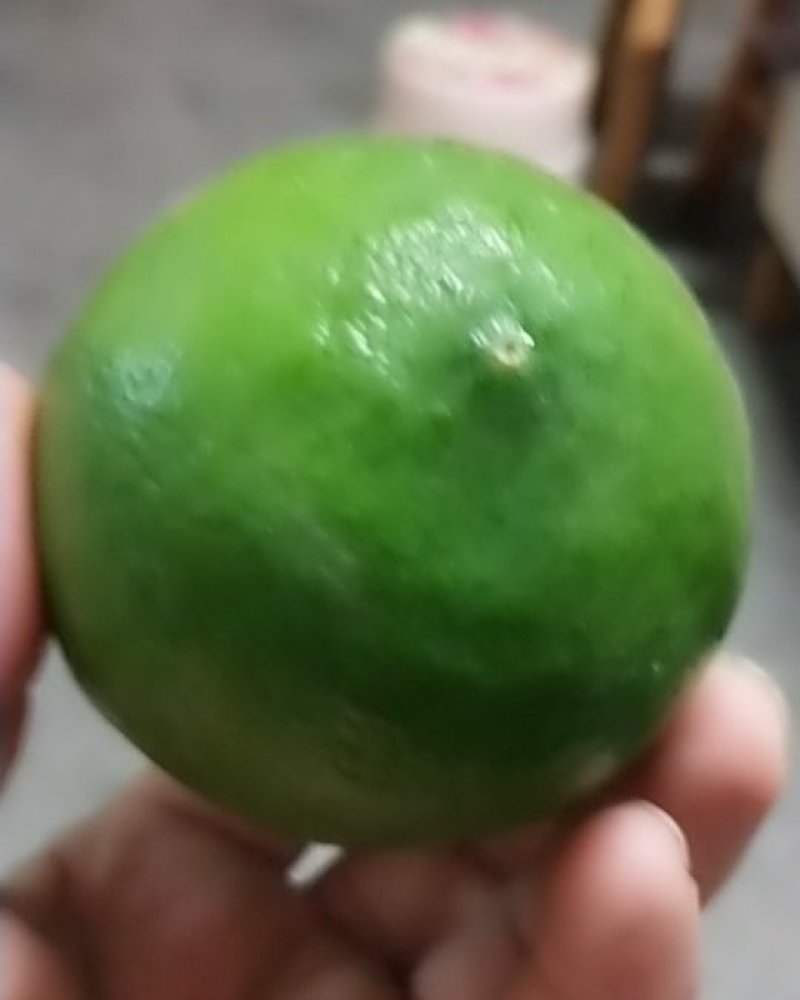 北京柠檬，尤里克，青果，黄果