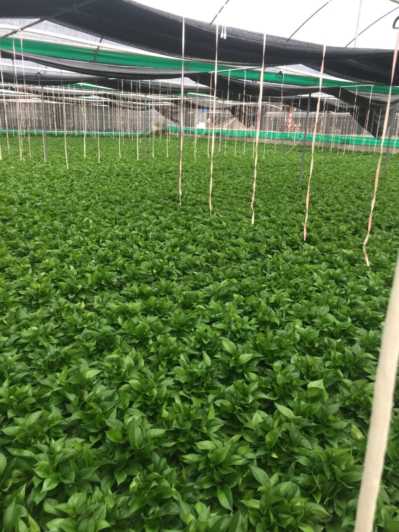 A货180规格精品绿萝基地直供价格实惠。