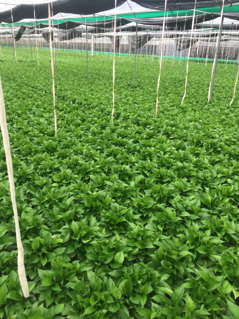 A货180规格精品绿萝基地直供价格实惠。