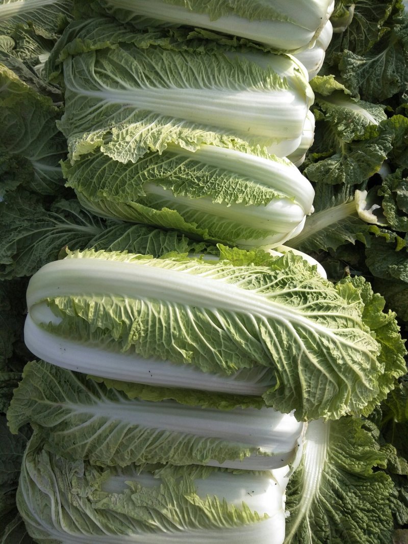 精品北京3号大白菜，基地直发，货源稳定，菜农精挑细选
