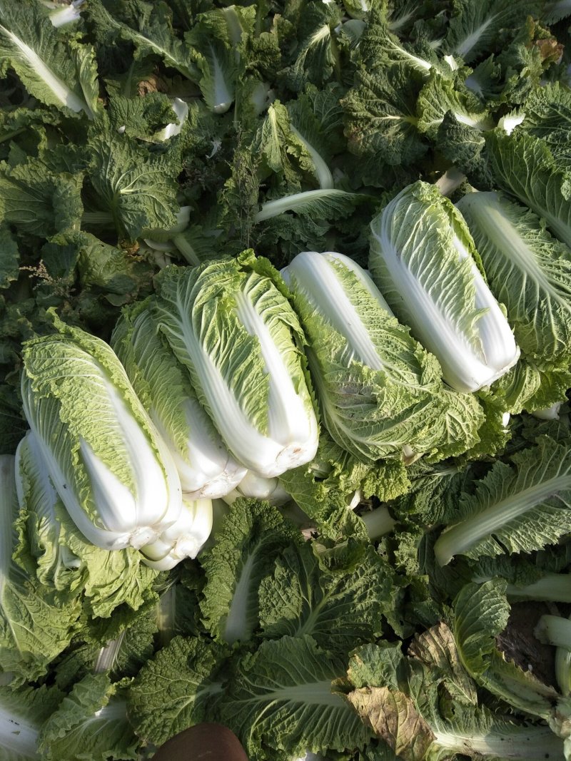 精品北京3号大白菜，基地直发，货源稳定，菜农精挑细选