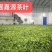 绿茶