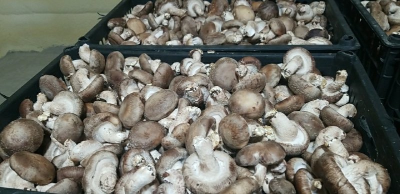 香菇