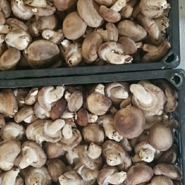香菇