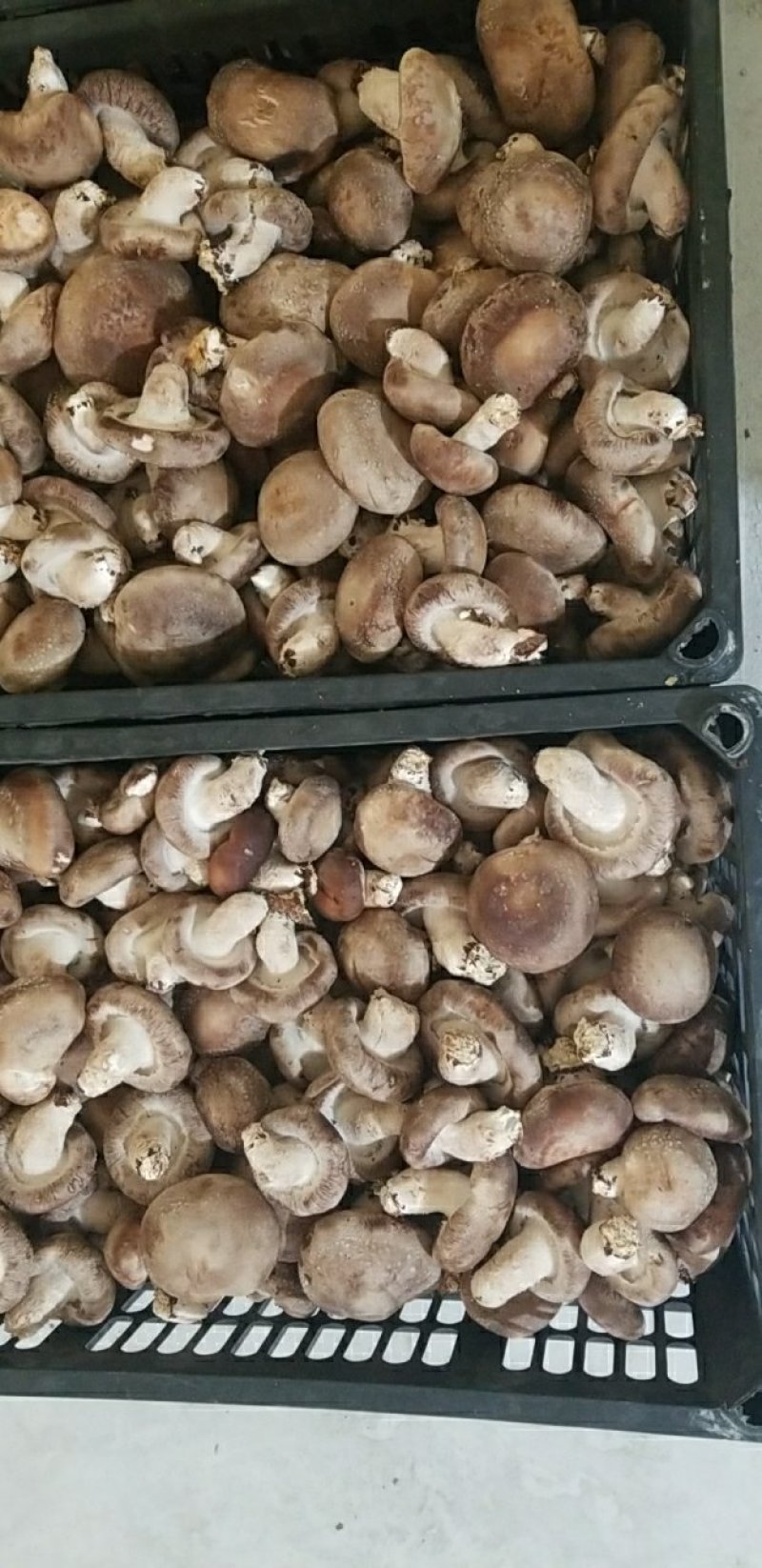 香菇