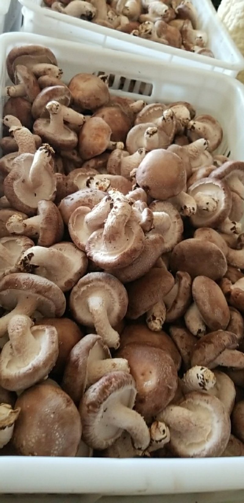 香菇